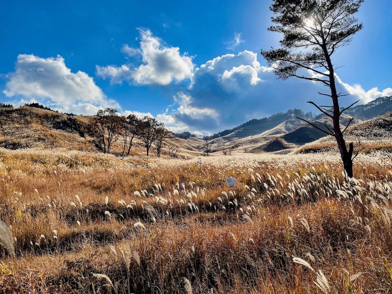 🏞️ 타네야마 고원(타네야마코겐) 이미지 5